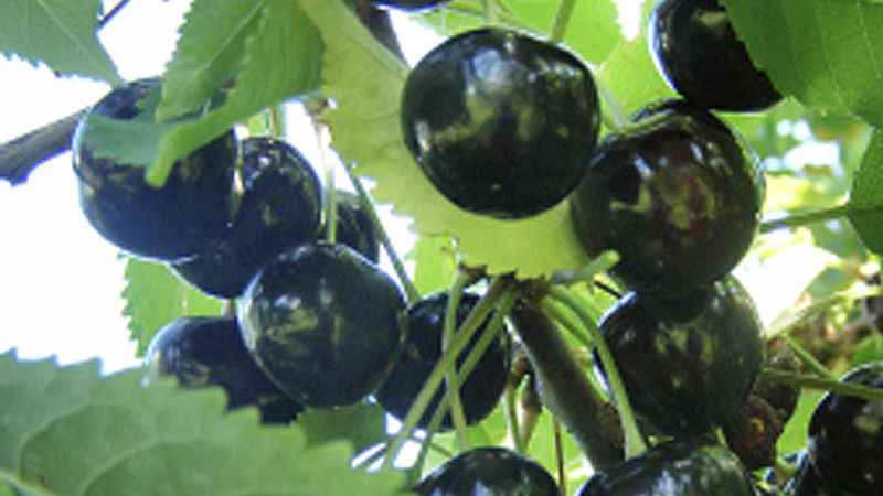 Analýza lotyšských čerešní: Detailný profil odrôd Paula, Aija a Indra | Blog