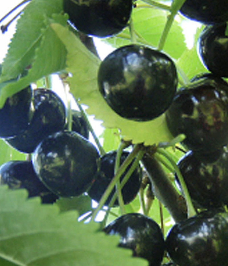 Čerešňa (Prunus avium) INDRA - Tutifruti, s.r.o.