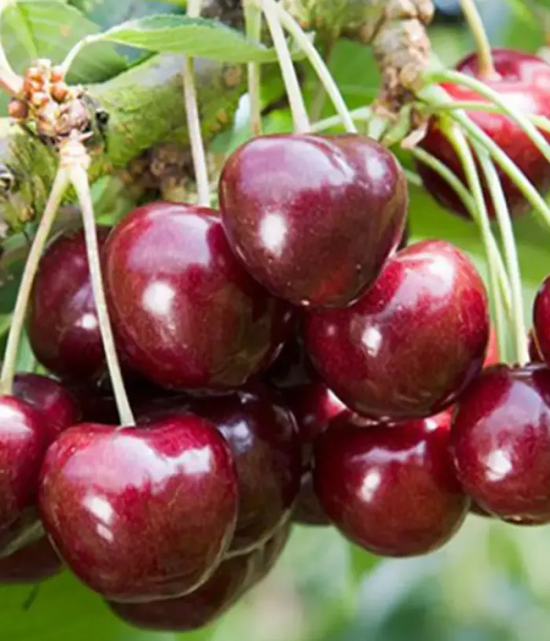 Čerešňa (Prunus avium) IPUT - Tutifruti, s.r.o.