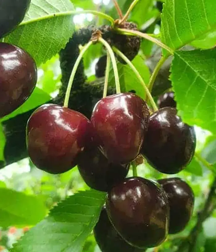 Čerešňa (Prunus avium) IRENA - Tutifruti, s.r.o.
