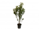 Višňa (Prunus cerasus) JACHIM - Tutifruti SK Višňa (Prunus cerasus) JACHIM - Tutifruti SK