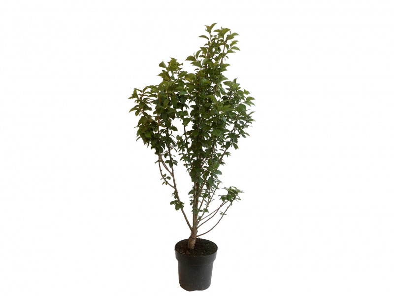 Višňa (Prunus cerasus) JACHIM - Tutifruti SK Višňa (Prunus cerasus) JACHIM - Tutifruti SK