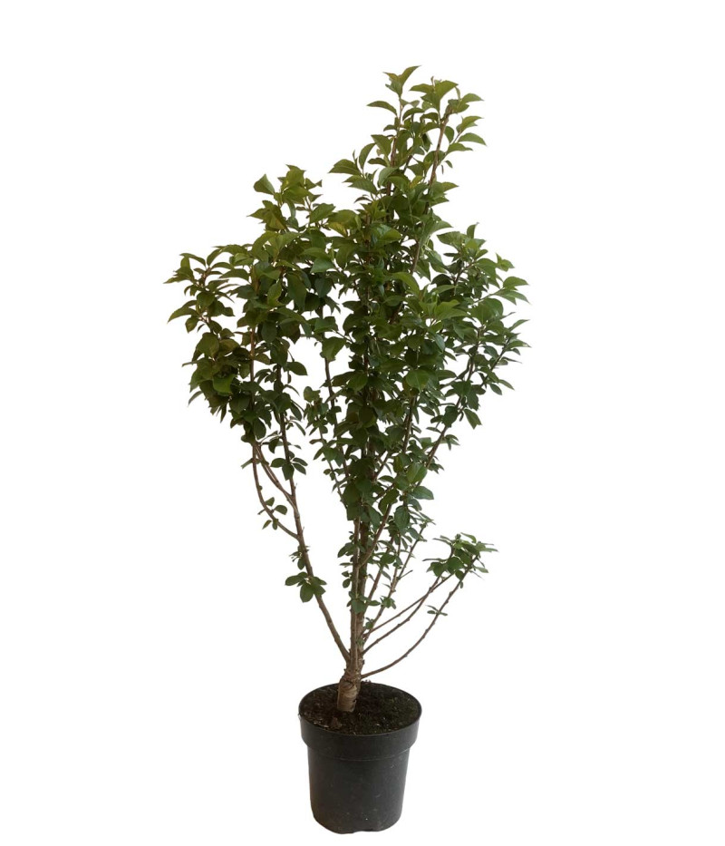 Sour Cherry (Prunus cerasus) JACHIM - Tutifruti SK