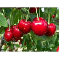 Sweet Cherry (Prunus avium) YAROSLAVNA