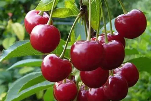 Nové čerešne a čerešňo-višne 2026: Kompaktnaja, Iput a Igrushka