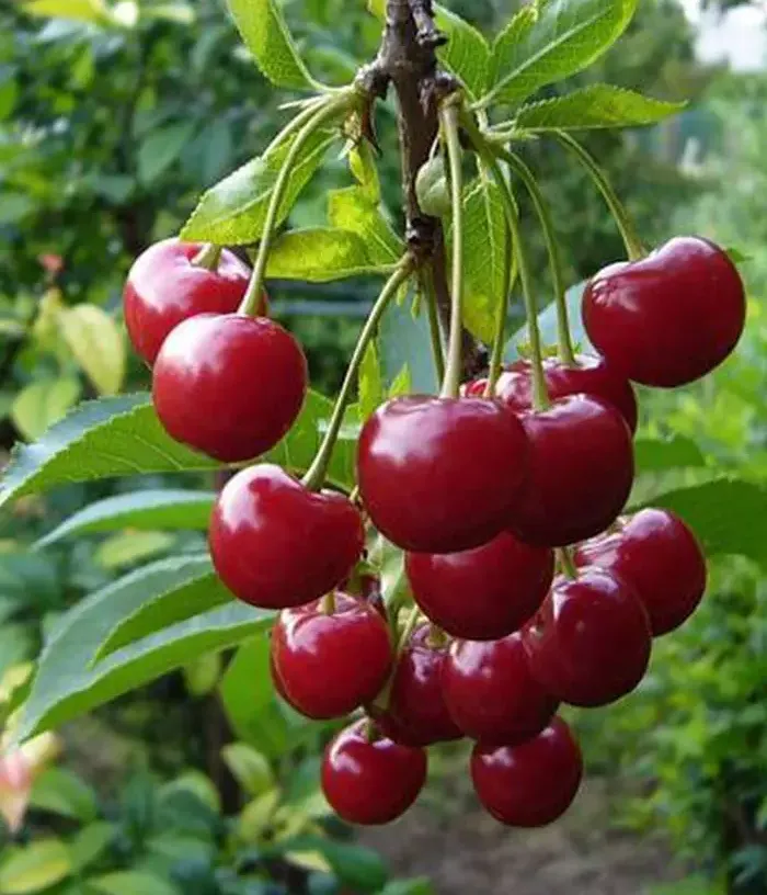 Čerešňa (Prunus avium) KOMPAKTNAYA VENYAMINOVA - Tutifruti, s.r.o.