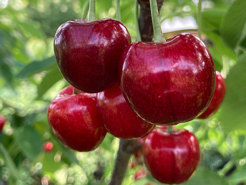 Columnar Sweet Cherry (Prunus avium) KRUPNOPLODNAJA Columnar Sweet Cherry (Prunus avium) KRUPNOPLODNAJA