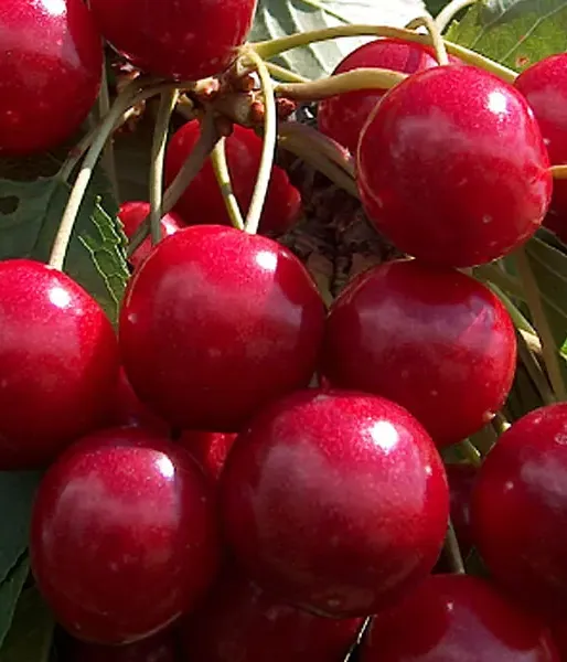 Sweet Cherry (Prunus avium) FERROVIA