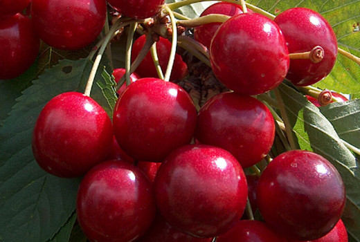 Analyse exklusiver Kirschsorten: Krupnoplodnaja, Brjanskaja Rozovaja und Jānis