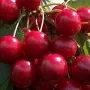 Sweet Cherry (prunus avium) KRUPNOPLODNAJA