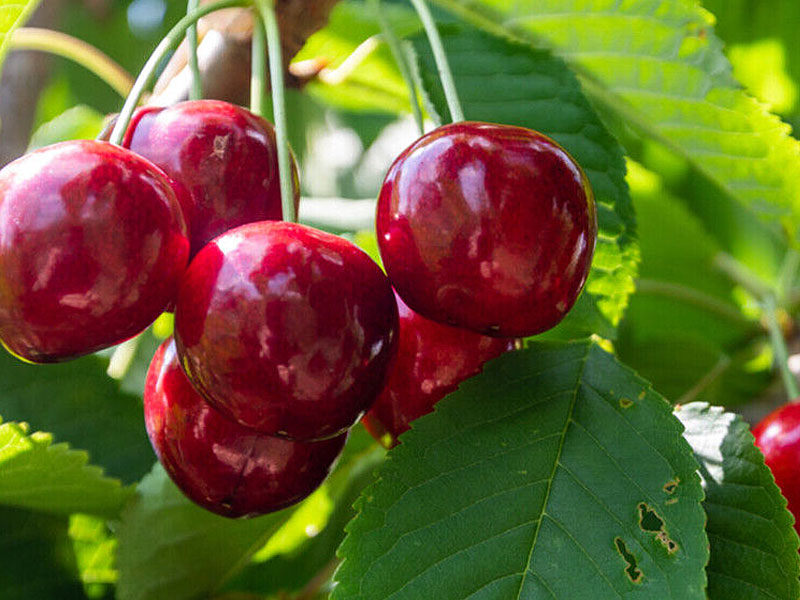 Čerešňa (Prunus avium) LAPINS - Tutifruti SK Čerešňa (Prunus avium) LAPINS - Tutifruti SK