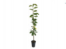 Čerešňa (Prunus avium) LAPINS - Tutifruti SK Čerešňa (Prunus avium) LAPINS - Tutifruti SK