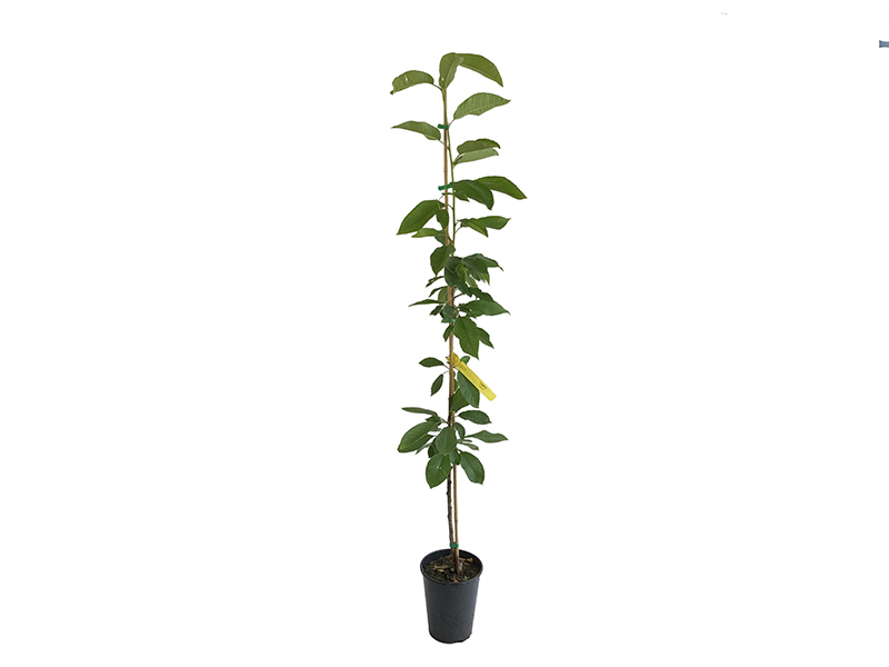Čerešňa (Prunus avium) LAPINS - Tutifruti SK Čerešňa (Prunus avium) LAPINS - Tutifruti SK