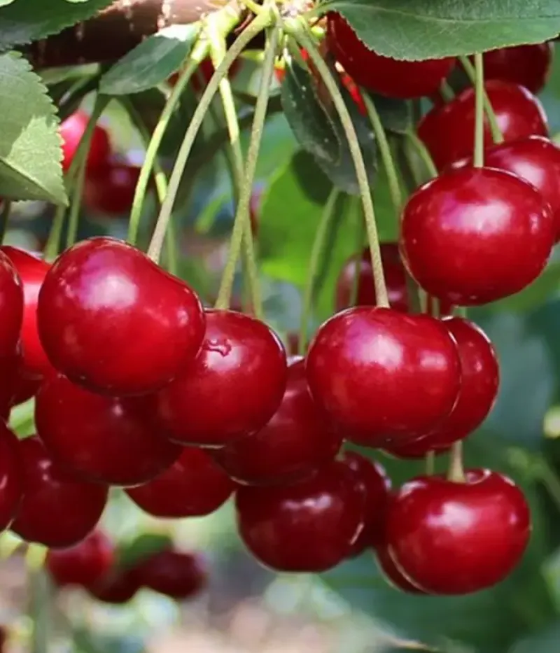 Višňa (Prunus cerasus) ÚJFEHÉRTÓI - Tutifruti, s.r.o.