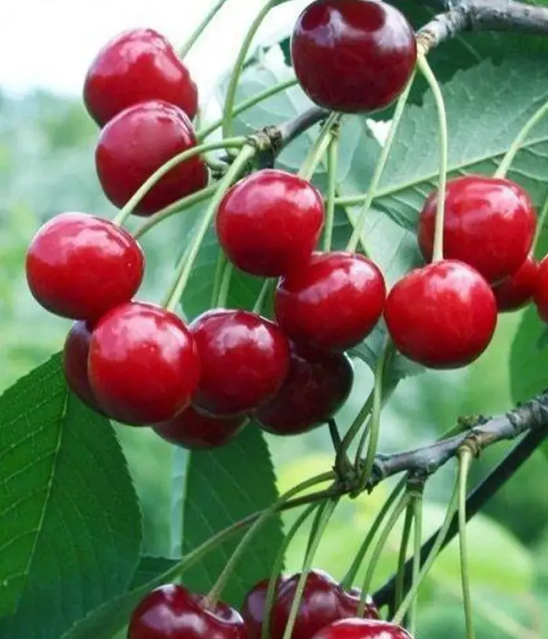 Višňa (Prunus cerasus) MOLODYOZHNAYA - Tutifruti, s.r.o.