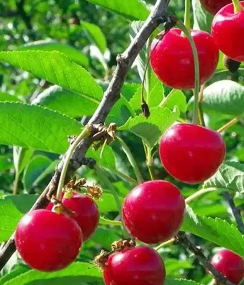 Višňa (Prunus cerasus) NANA - Tutifruti, s.r.o.