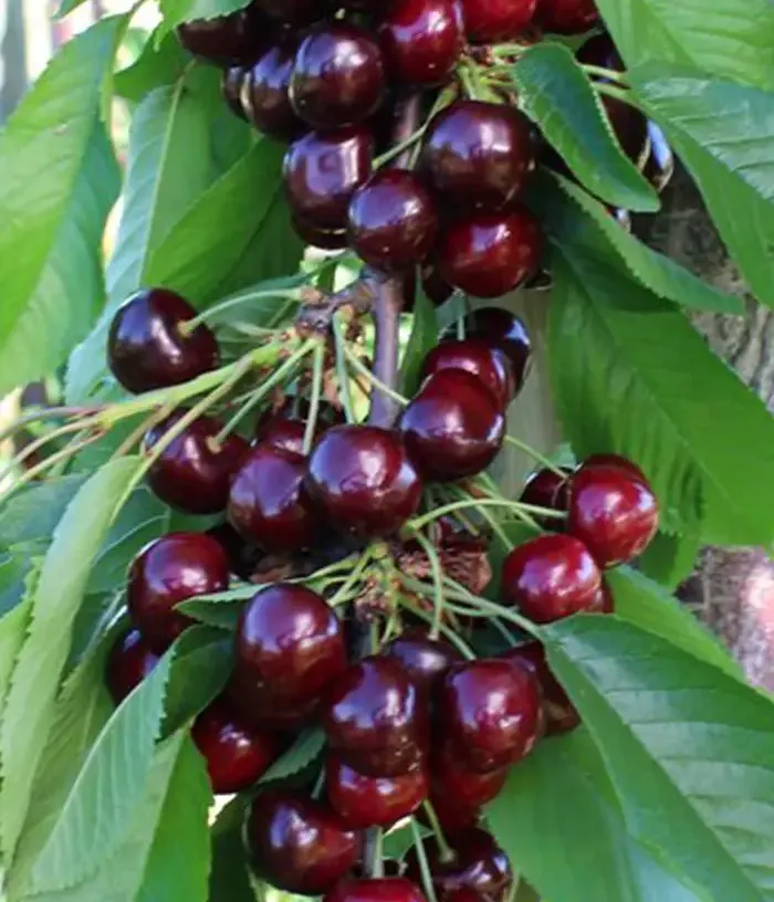 Sweet Cherry (Prunus avium) NIMBA - Tutifruti, s.r.o.