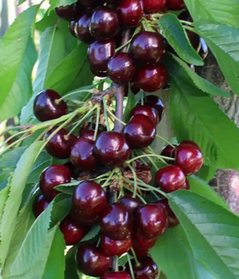 Čerešňa (Prunus avium) NIMBA - Tutifruti, s.r.o.