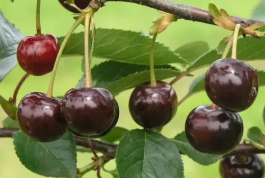 Samoopelivé a odolné: Predstavujeme novinky višní 'Gerema', 'Nana' a 'Notė'