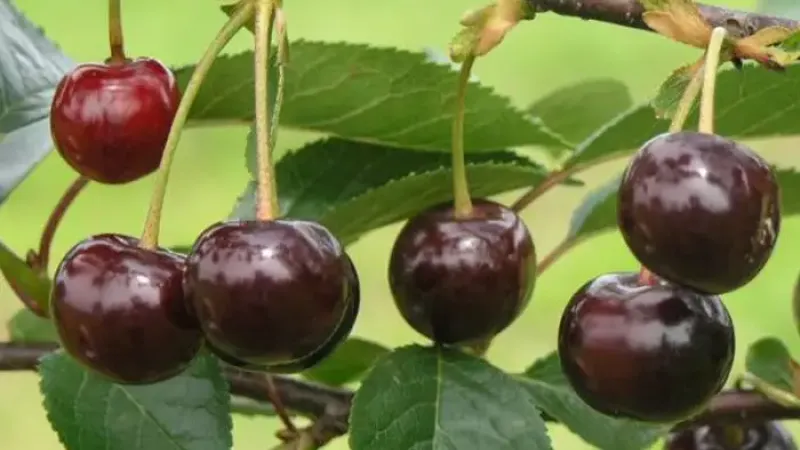 Samoopelivé a odolné: Predstavujeme novinky višní 'Gerema', 'Nana' a 'Notė'