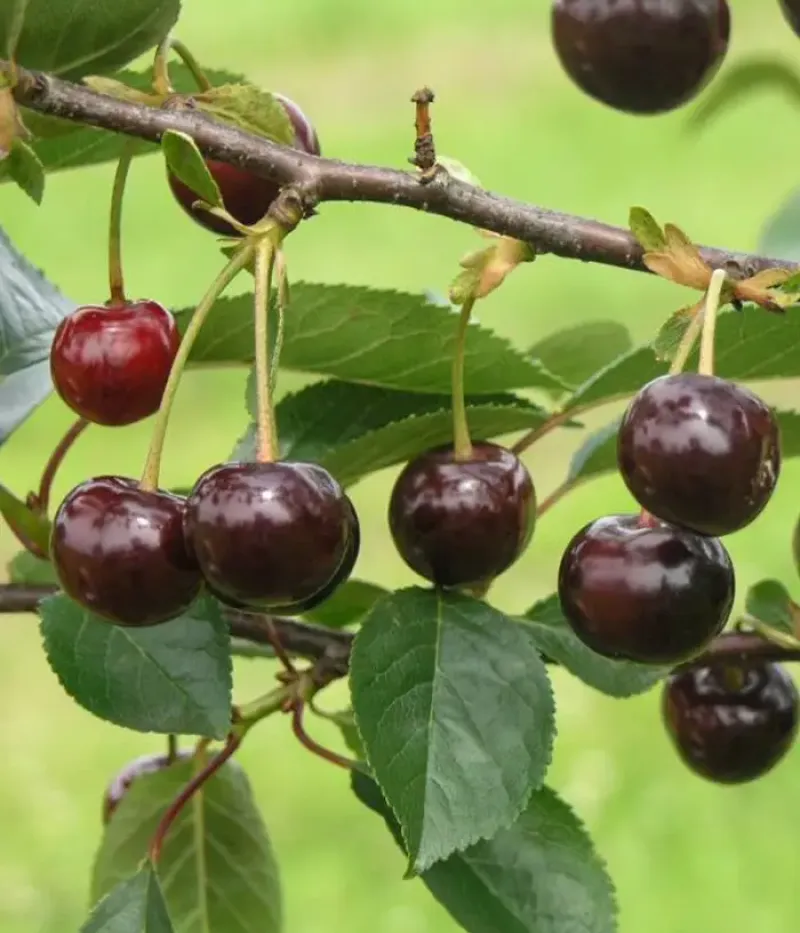 Višňa (Prunus cerasus) NOTĖ - Tutifruti, s.r.o.