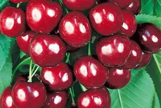 Extrémny mráz a skorý zber (Diel 2): Predstavujeme čerešne 'Agris', 'Jānis' a 'Ovstuzhenka'
