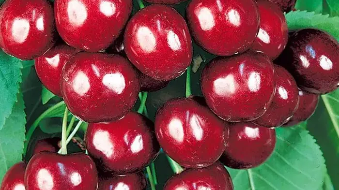 Extrémny mráz a skorý zber (Diel 2): Predstavujeme čerešne 'Agris', 'Jānis' a 'Ovstuzhenka'