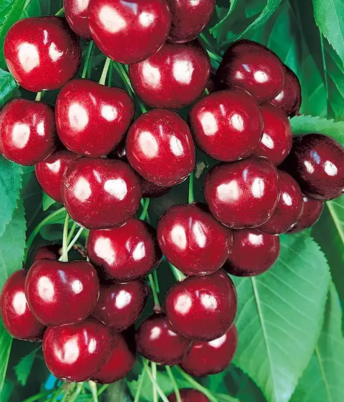 Sweet Cherry (Prunus avium) OVSTUZHENKA - Tutifruti, s.r.o.