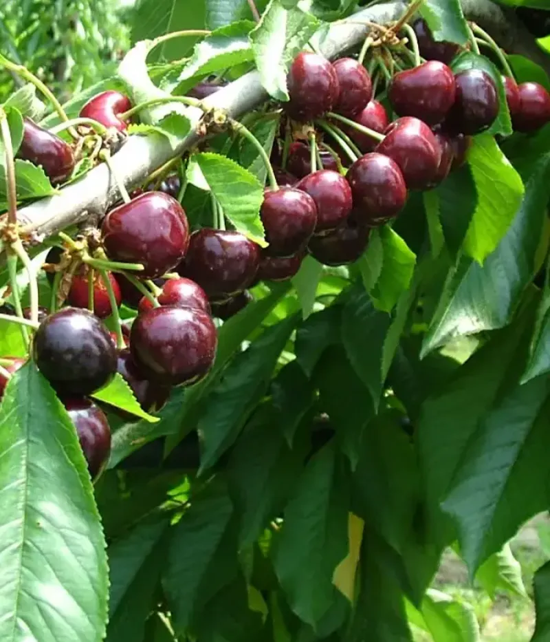 Čerešňa (Prunus avium) PACIFIC RED - Tutifruti, s.r.o.