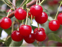 Sour Cherry (Prunus cerasus) PANDY