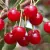 Sour cherries