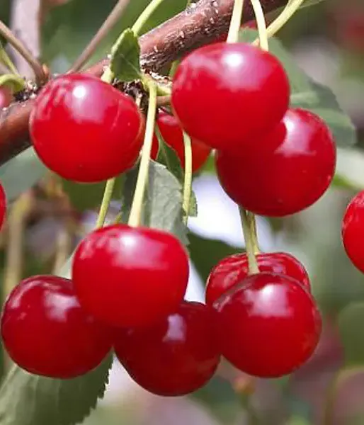 Višňa (Prunus cerasus) PANDY