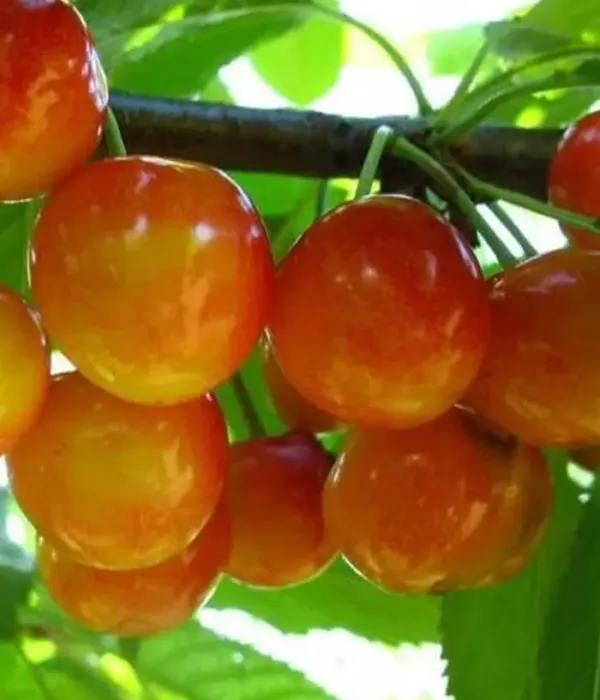 Süßkirsche (Prunus avium) AELITA