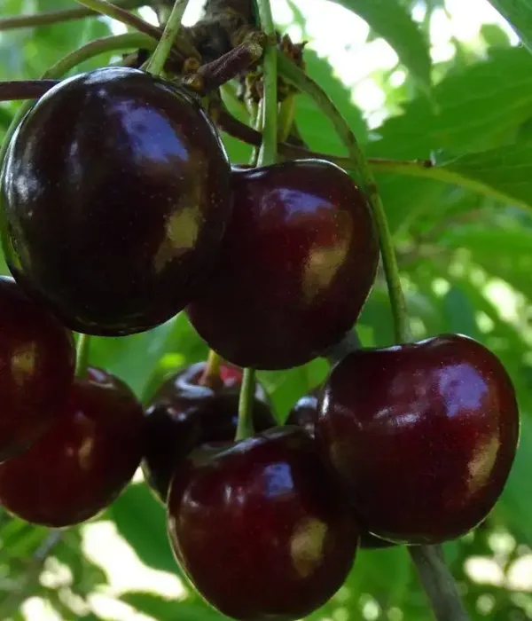 Süßkirsche (Prunus avium) BRJANSKAS 3-36