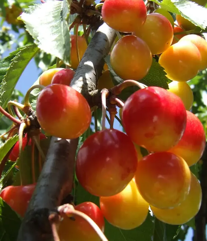 Cherry (Prunus avium) DONECKIJ 42-37