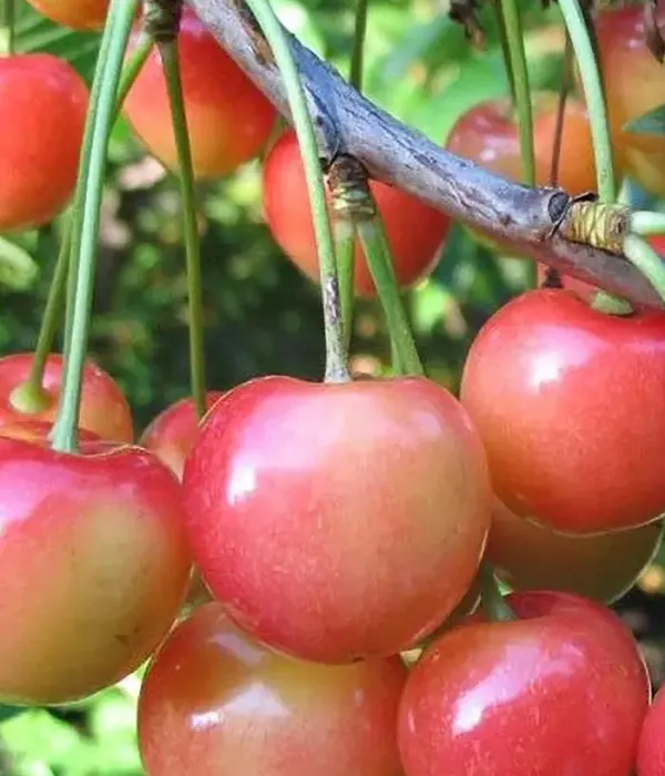 Süßkirsche (Prunus avium) SEVERNAYA