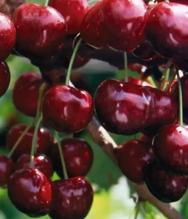 Süßkirsche (Prunus avium) VALERY CHKALOV