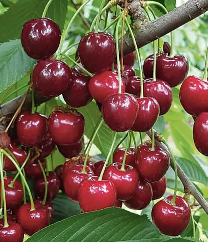 Višňa (Prunus cerasus) BULATNIKOVSKAYA - Tutifruti, s.r.o.