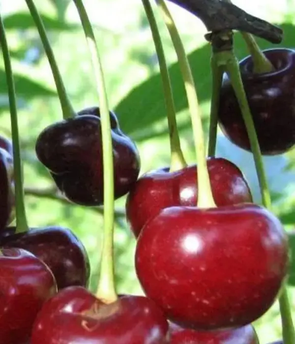 Višňa (Prunus cerasus) MILAVICA
