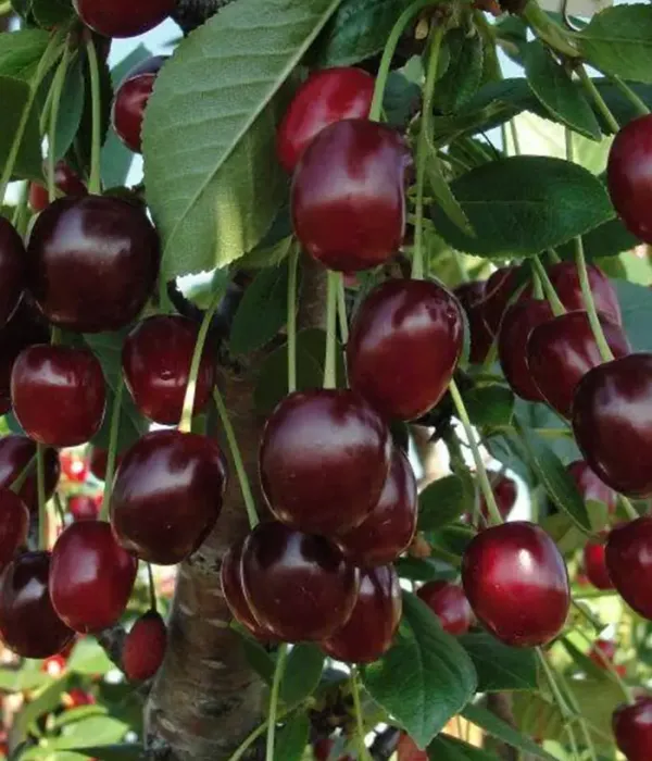 Višňa (Prunus cerasus) PAMYATI ENIKEEVA