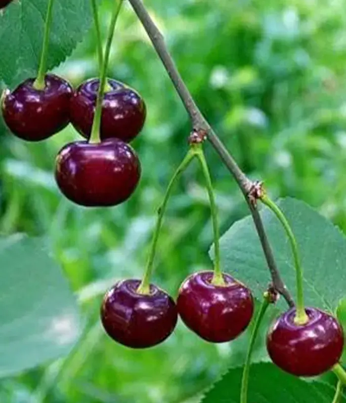 Višňa (Prunus cerasus) STUDENCHESKAYA - Tutifruti, s.r.o.