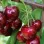 Botanické tajomstvá čerešňo-višne (Prunus × gondouinii)