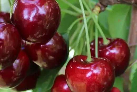 Predstavujeme nové odrody čerešní pre sezónu 2026: Nimba, Regina a Kompaktnaya Venyaminova