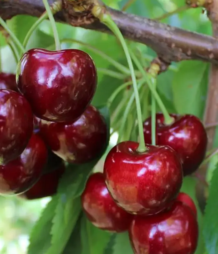 Sweet Cherry (Prunus avium) REGINA - Tutifruti, s.r.o.