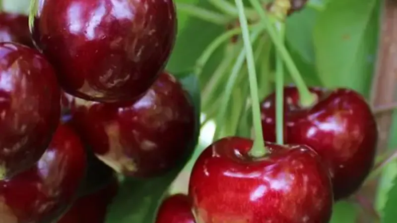 Predstavujeme nové odrody čerešní pre sezónu 2026: Nimba, Regina a Kompaktnaya Venyaminova