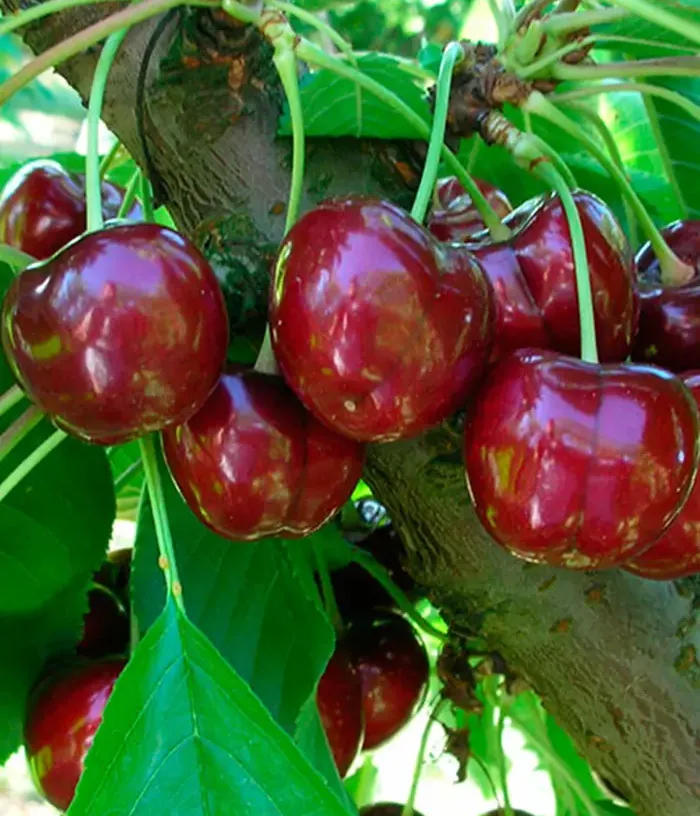 Sweet Cherry (Prunus avium) ROYAL HELEN - Tutifruti, s.r.o.