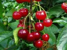 Sour Cherry (Prunus cerasus) NEFRIS - SK Matej Hornák