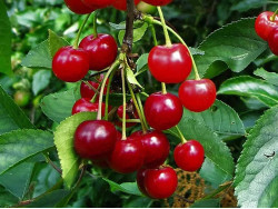 Sour Cherry (Prunus cerasus) SABINA