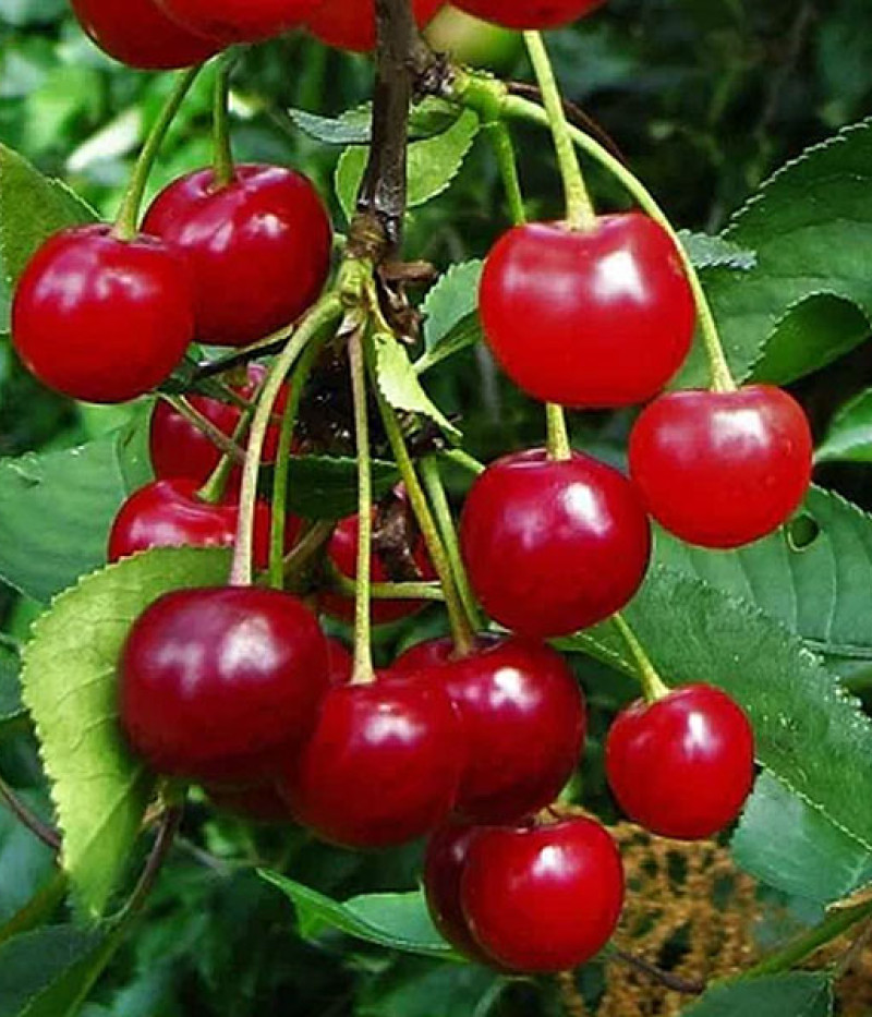 Višňa (Prunus cerasus) GRONIASTA - SK Matej Hornák