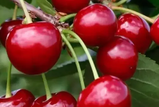 Predstavujeme nové odrody čerešní pre sezónu 2026: Shalunya, Újfehértói a Igrushka